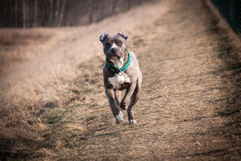 Contar Demon Play Barry Razas De Perros Medianos Guardianes Carril