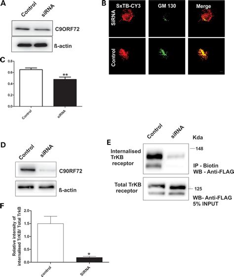 C Orf Mediates Endocytosis Of Shiga Toxin Cy And Trkb Receptor A