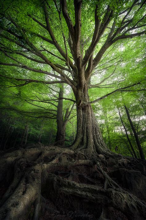 Rboles Monumentales Del Montseny Nikon Z Mm Ivan Nouvilas