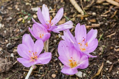 Different Types Of Naked Lady Flowers To Cheer Up Your Garden Mich Wildflowers