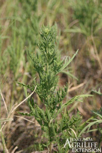 Plants Of Texas Rangelands Western Ragweed