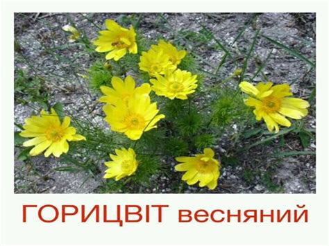 Презентація "Першоцвіти"
