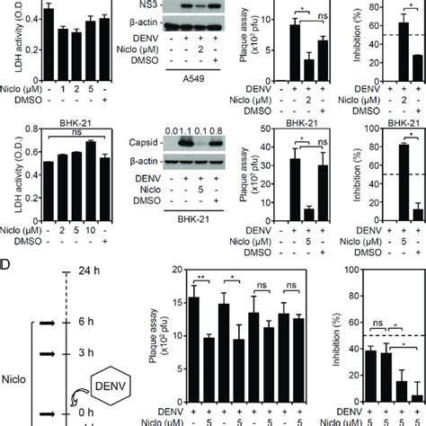 Niclosamide Treatment Reduces Viral Protein Expression And Viral