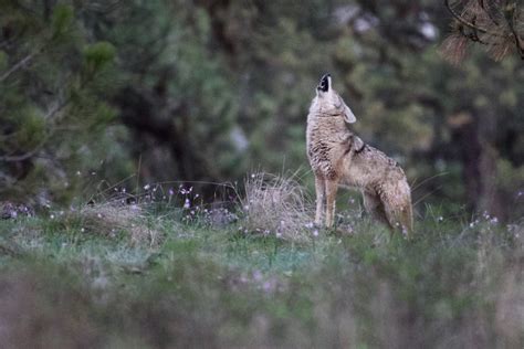 Turnbull NWR - Howling Coyote | FWS.gov