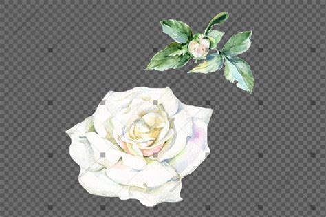 White Roses Png HD PNG Pictures Vhv Rs