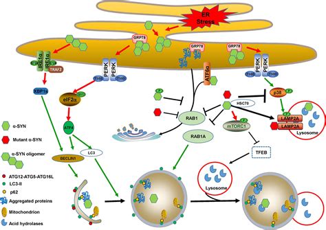 Frontiers The Cross Links Of Endoplasmic Reticulum Stress Autophagy