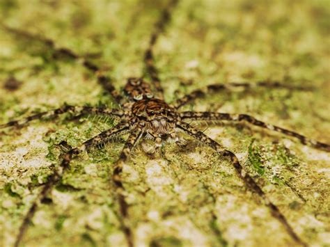 12 Biggest Spiders In The World The Wildlife Quest