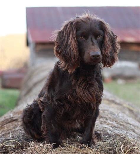 My Dog!!! | Spaniel puppies, Boykin spaniel puppies, Boykin spaniel