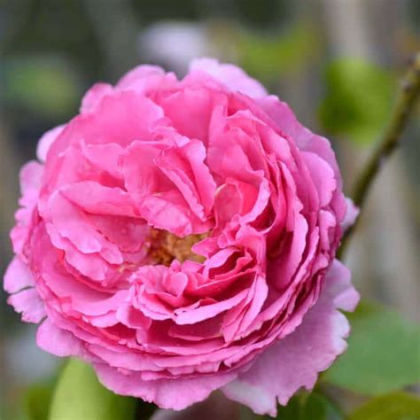 Yves Piaget Rose - Buy online at PlantsExpress.com