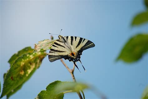 Mariposa Naturaleza Hoja Foto Gratis En Pixabay Pixabay