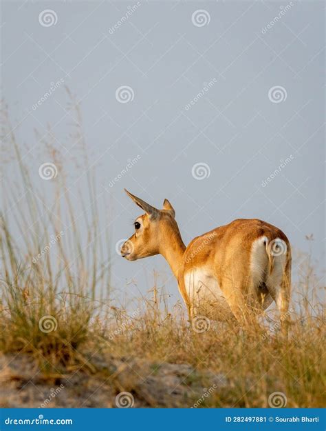 Wild Female Blackbuck Or Antilope Cervicapra Or Indian Antelope Back