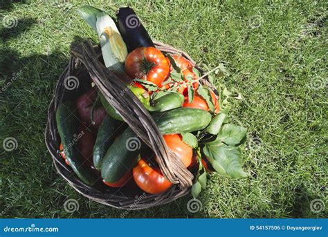 Vegetais Em Uma Cesta De Madeira Foto De Stock Imagem De Fazenda