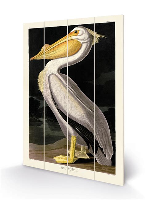 John James Audubon American White Pelican Pre Framed Art Print The