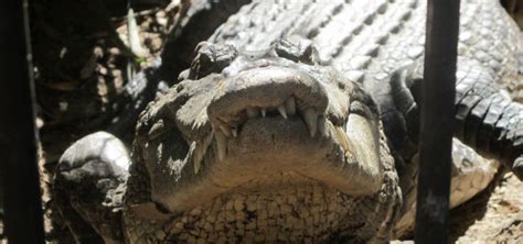 Crocodiles in Australia - Everthing you have to know