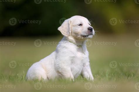Cachorro De Raza Golden Retriever Blanco 703122 Foto De Stock En Vecteezy