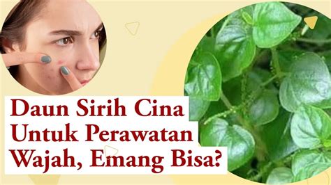 5 Manfaat Daun Sirih Cina Untuk Wajah Asli Ampuh Bantu Hilangkan