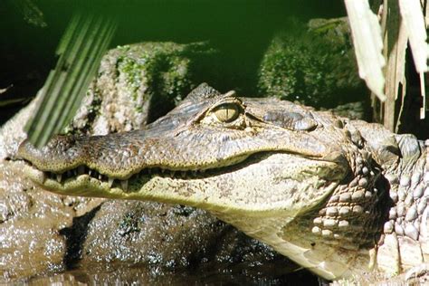 Canoe Tour At Tortuguero National Park