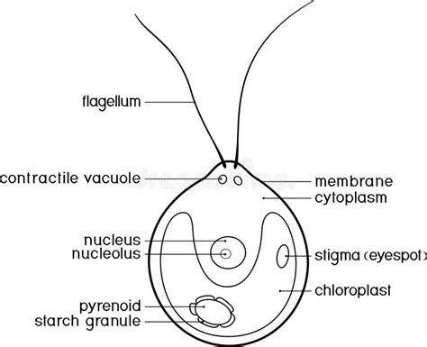 Chlamydomonas Diagram