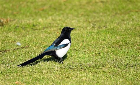 Magpie Eurasian Bird Free Photo On Pixabay Pixabay