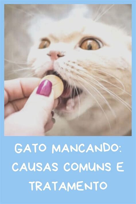 Gato Mancando O Que Pode Ser - Gato mancando: causas comuns e tratamento