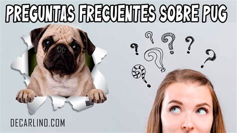 Preguntas Frecuentes Sobre Pug Decarlino