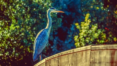 Heron Blue Bird Spirit Animal Totem Symbolism And Meaning Dream