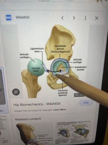 Anatomy II Midterm Flashcards Quizlet