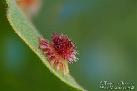 Sunburst Gall Wasp Feron Stellare Andricus Stellaris Pictures