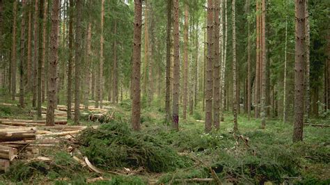 Thinning Sustainable Forestry Upm Forest Life