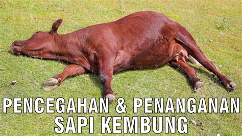 Pencegahan Penanganan Sapi Kembung Youtube