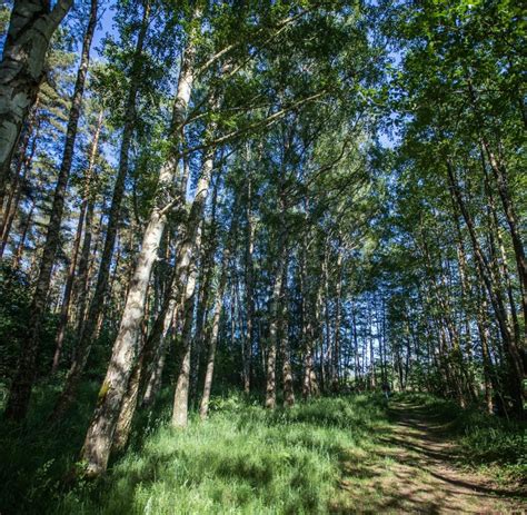 Mehr Buchen und mehr Wald im Müritz Nationalpark WELT