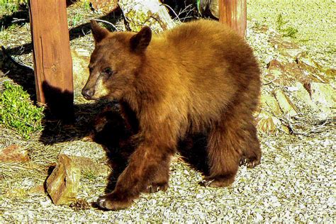 Cinnamon Black Bear Photograph by Marilyn Burton