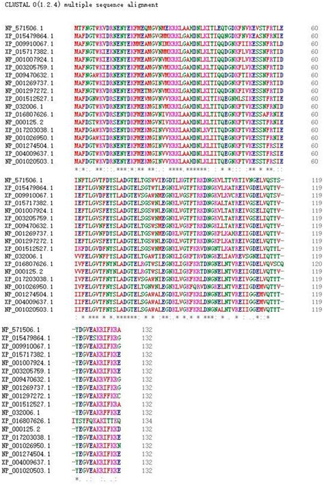 Multiple Sequence Alignment Of Fabp2 Amino Acid Sequences In The