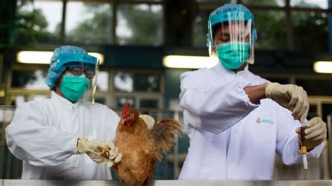 Jap N Sacrifica Millones De Aves Para Contener La Gripe Aviar