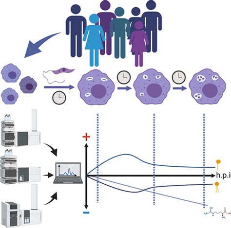 Leishmania Donovani Induces Multiple Dynamic Responses In The