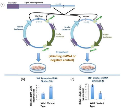 Schematic of the luciferase reporter assay (a) The 3'-UTR of the gene ... 