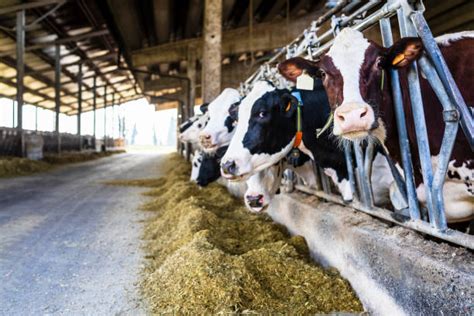 Dairy Farm Stock Photos Pictures And Royalty Free Images Istock