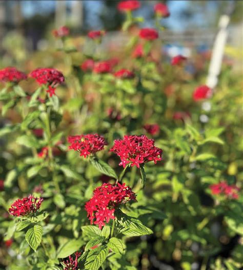 Plant Whisperers Heartland Living Magazine