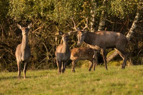 Premium Photo | Red deer in the nature habitat during the deer rut european wildlife