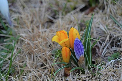 Yellow And Purple Crocus Photograph By Greg Boutz Fine Art America