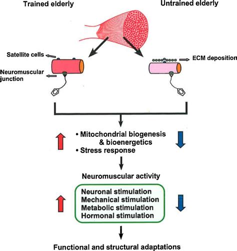 Schema Depicting The Impact Of Exercise On The Functional And