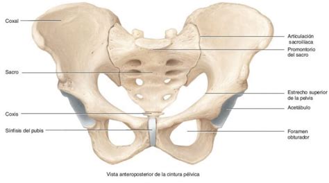 La pelvis anatomía y biomecánica