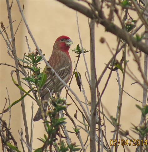 Nom Nom Nom Nom Madrona Marsh House Finch 0547 Pekabo Flickr