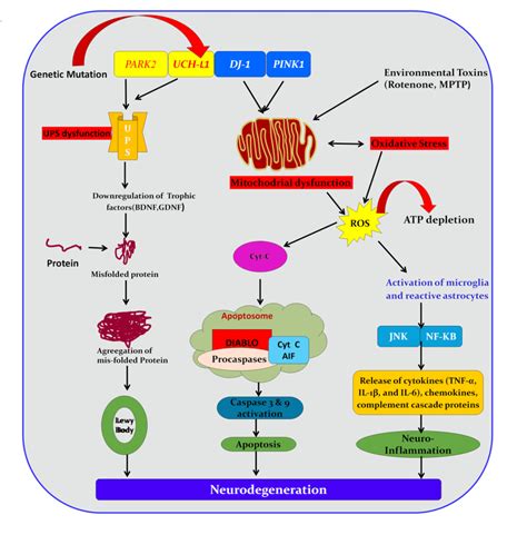 Pathophysiology Of Parkinsons Disease Download Scientific Diagram