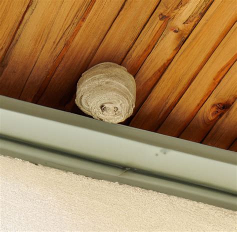 Remove Wasp Nest In Sch Nis