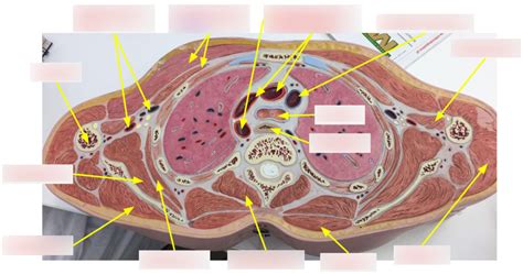 Transverse Section Diagram Quizlet