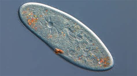 Paramecium: Characteristics, biology and reproduction | Live Science