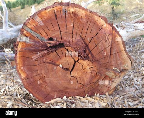 Eucalyptus Tree Trunk In Countryside In Andalusia Stock Photo Alamy