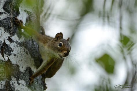 Spider Squirrel By Themanitou On Deviantart