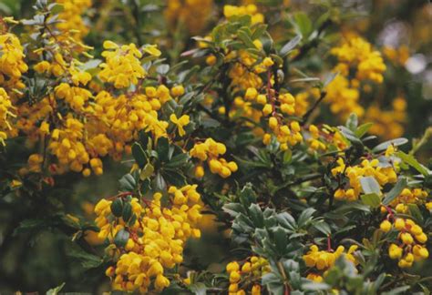 Berberis Darwinii Burke Herbarium Image Collection